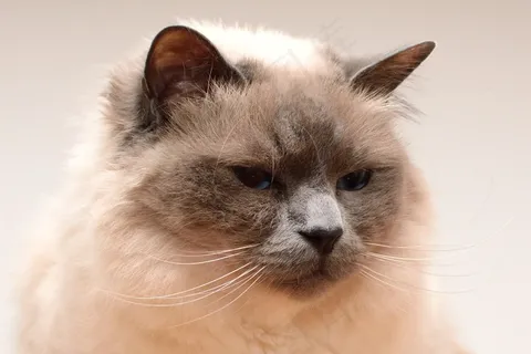 猫，猫脸，头，家猫，胡子，阿迪达斯