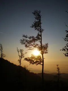 坎德尔，日落，Abendstimmung，树，审美