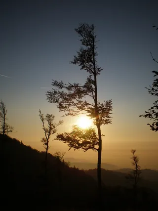 坎德尔，日落，Abendstimmung，树，审美