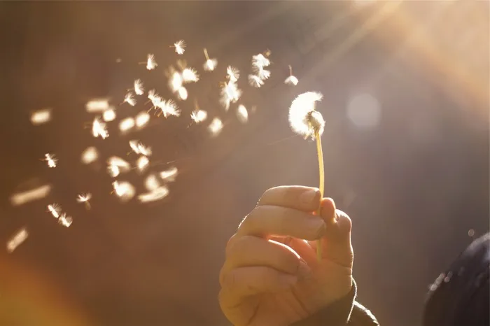 蒲公英，花，阳光
