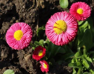 鲜花，雏菊，贝利斯哲学，关闭，公园