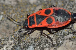 昆虫，臭虫，Pyrrhocoris，Apterus