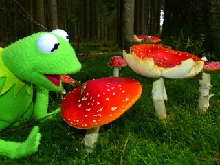 飞木耳，蘑菇，红飞木耳，有毒