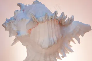 海蜗牛，蜗牛，海，假期，记忆，住房