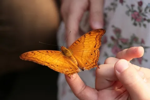 蝴蝶，热带蝴蝶，Handzahm，Edelfalter