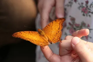 蝴蝶，热带蝴蝶，Handzahm，Edelfalter