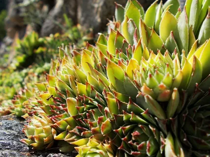 四季生植物,鹤望兰,Houseleek,植物,绿色,性质 四季生植物,鹤望兰,Houseleek,植物,绿色,性质