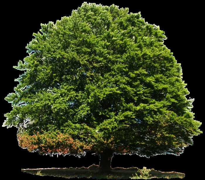 落叶乔木，夏天，自然，绿色