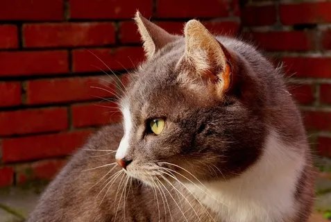 猫，猫脸，头，关闭，高贵，优雅，表达