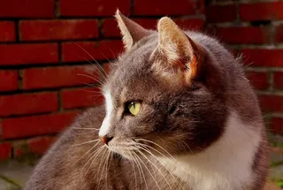 猫，猫脸，头，关闭，高贵，优雅，表达