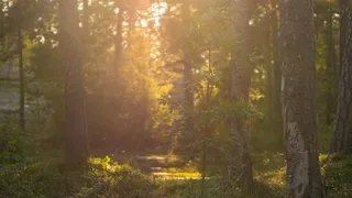 日落，森林，树，自然，森林景观