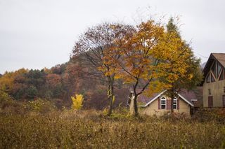秋天，秋叶，养恤金，山，森林