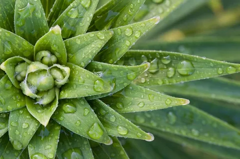 植物,绿色,新鲜,郁郁葱葱,充满活力,湿,雨,水机 植物,绿色,新鲜,郁郁葱葱,充满活力,湿,雨,水机