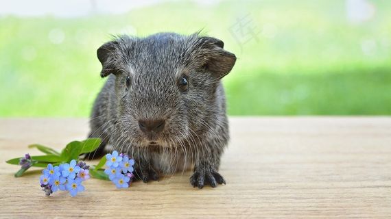 豚鼠，年轻的动物，光滑的头发，银