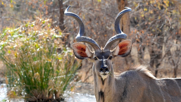 博茨瓦纳，野生动物，Khudu，野生动物，肖像