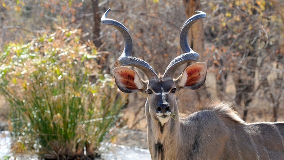 博茨瓦纳，野生动物，Khudu，野生动物，肖像
