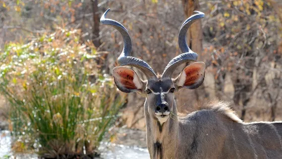 博茨瓦纳，野生动物，Khudu，野生动物，肖像