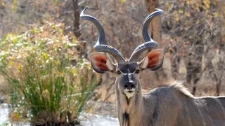 博茨瓦纳，野生动物，Khudu，野生动物，肖像