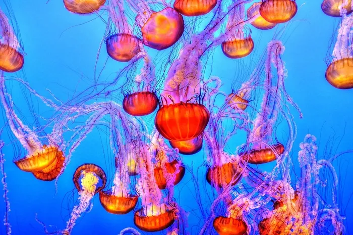 水母，多彩，海，海洋，水，水下