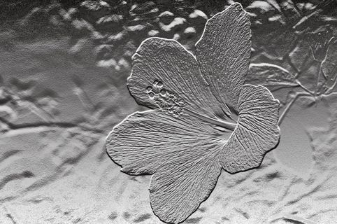 芙蓉，救济，花，植物