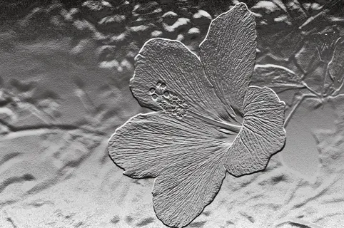 芙蓉，救济，花，植物