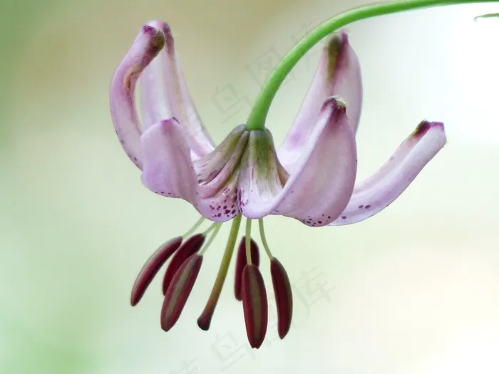 特克的百合花，开花，盛开，粉红色，花丝