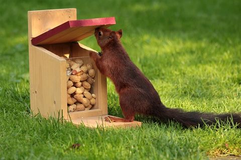 动物，松鼠，松鼠，觅食，饲料箱，花生