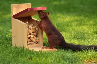 动物，松鼠，松鼠，觅食，饲料箱，花生