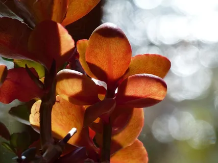 肉质，植物，自然，花园，宏，背光
