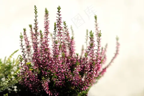 希瑟·，花，粉红色