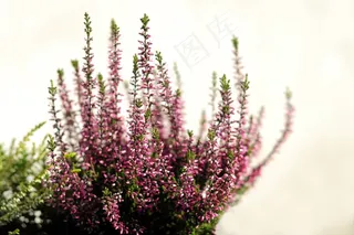 希瑟·，花，粉红色