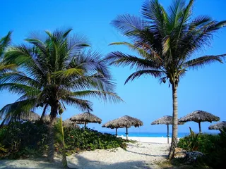 海，海洋，水，棕榈树，棕榈树，天空，云