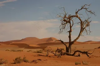 沙，死树，没有幸存