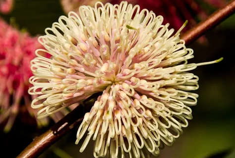 Pin靠垫Hakea,花,澳大利亚人,土生土长 Pin靠垫Hakea,花,澳大利亚人,土生土长