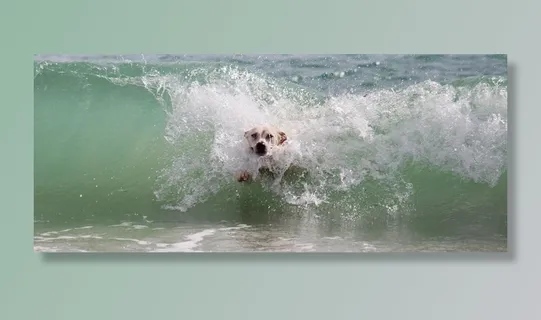 狗，波，冲浪，水，海滩，播放，湿，动物世界