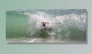 狗，波，冲浪，水，海滩，播放，湿，动物世界