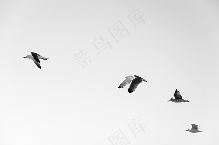 海鸥，羊群，鸟类，动物，飞行，翅膀，自然