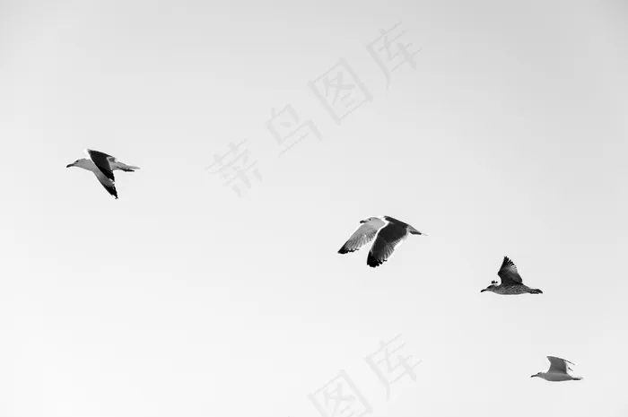 海鸥，羊群，鸟类，动物，飞行，翅膀，自然