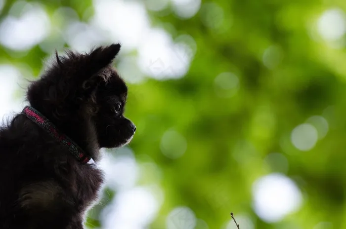 吉娃娃，散景，甜，可爱，渺小，蓬松，婴儿，狗