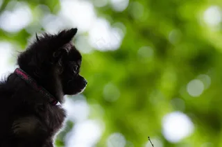 吉娃娃，散景，甜，可爱，渺小，蓬松，婴儿，狗