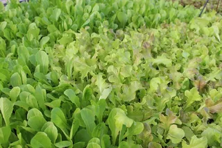 绿色，生菜，新鲜，农场，蔬菜，叶，食品