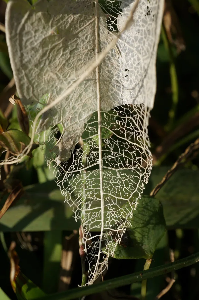 树叶，自然，静脉，炸鱼，纹理，结构