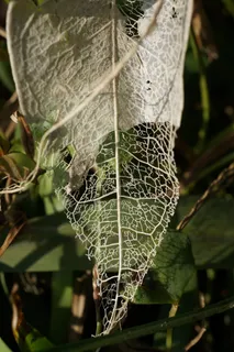 树叶,自然,静脉,炸鱼,纹理,结构 树叶,自然,静脉,炸鱼,纹理,结构