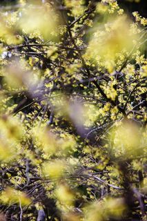 树，叶子，公园，春天，叶子，新鲜，年轻