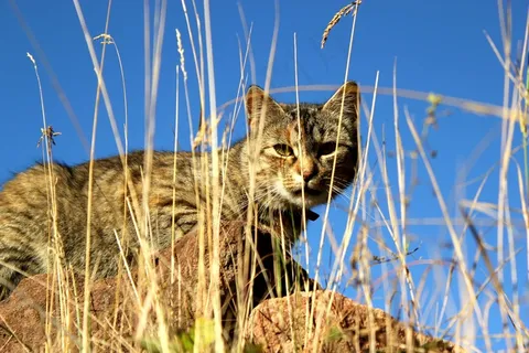 猫，猎人，草，虎斑猫