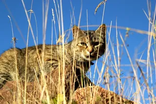 猫，猎人，草，虎斑猫