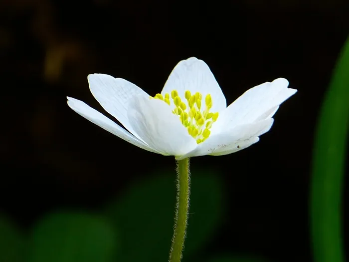 海葵，春天，花，开花，白，盛开