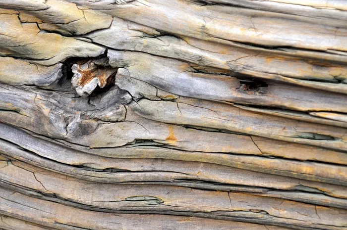 木，树，森林，背景，纹理，图案，棕色