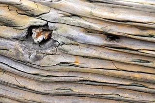 木，树，森林，背景，纹理，图案，棕色