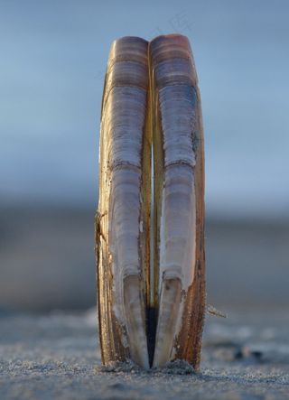 贝壳，海，海滩，自然，连通性